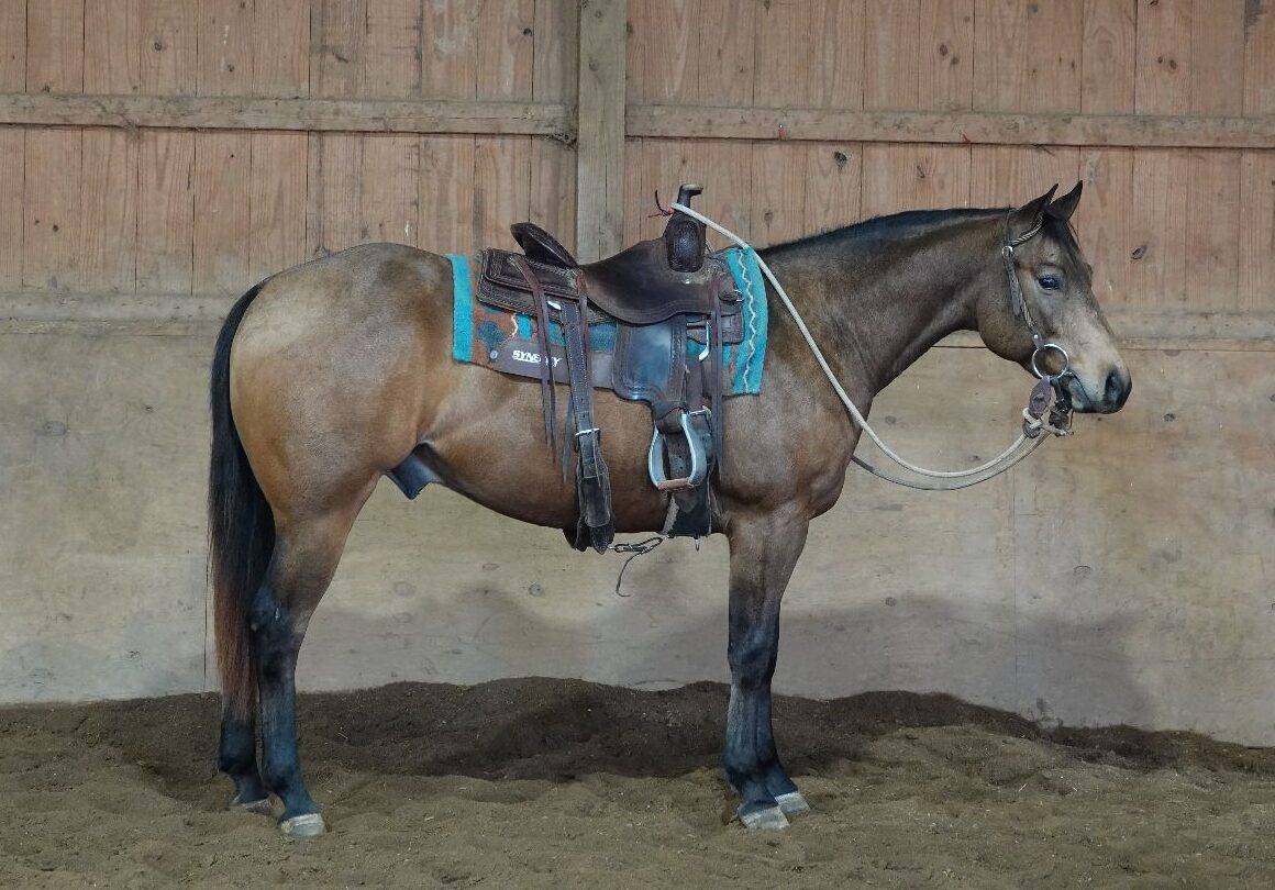 Dixie Horse Auction Ltd. Iredell County Fairgrounds, Troutman NC