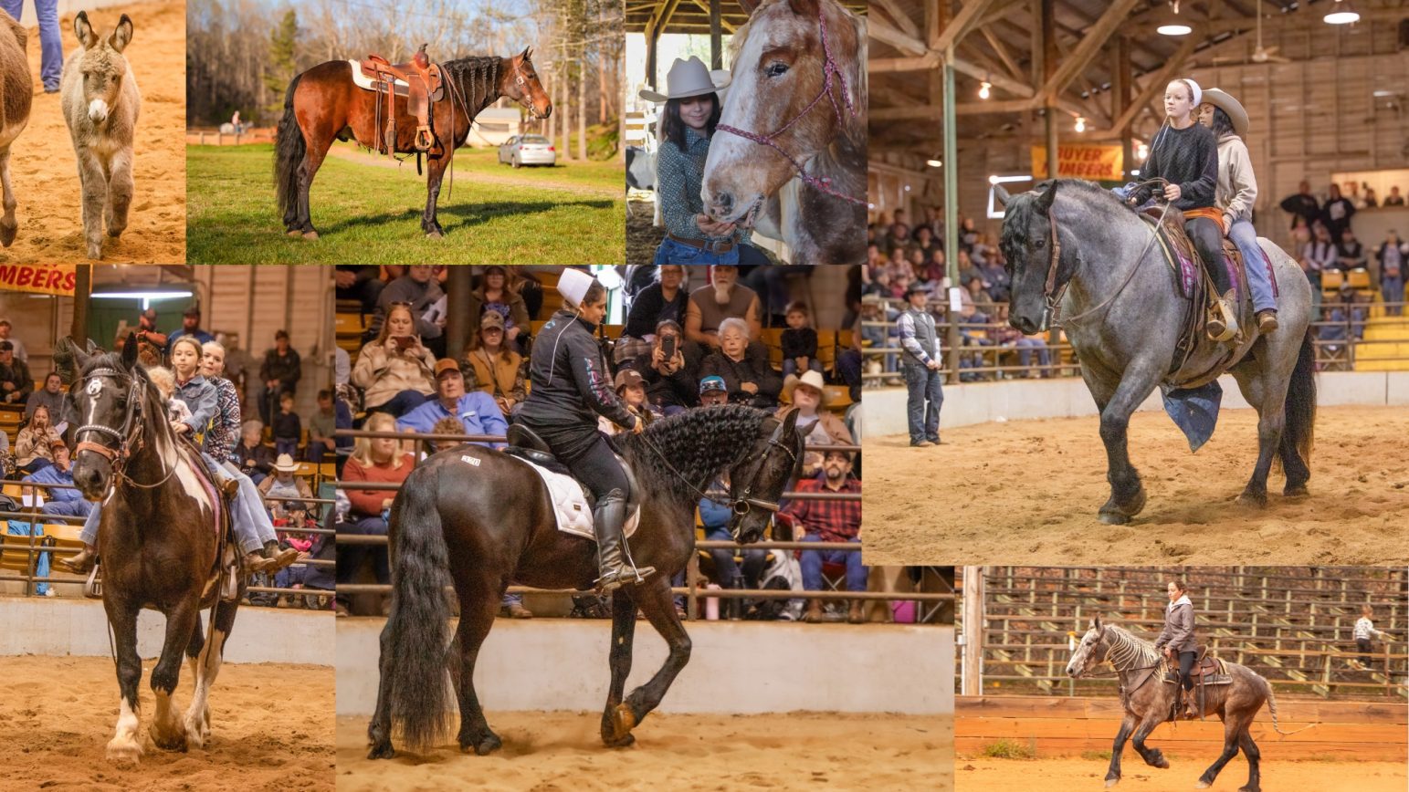 Catalog Dixie Horse Auction LTD